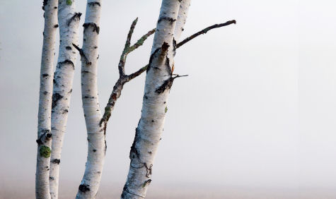 Birch Trees in the fog